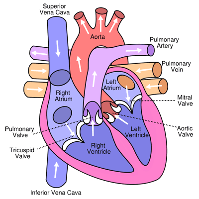 heart diagram picture