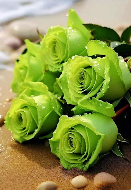 Green Rose Images