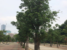 Adansonia digitata
