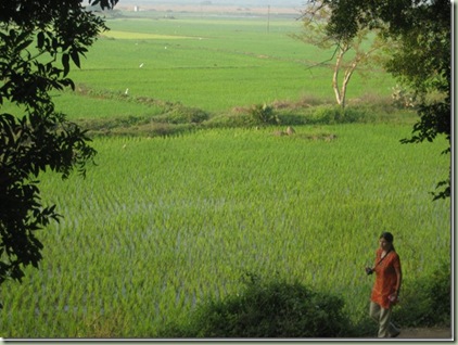 Anita in Rice