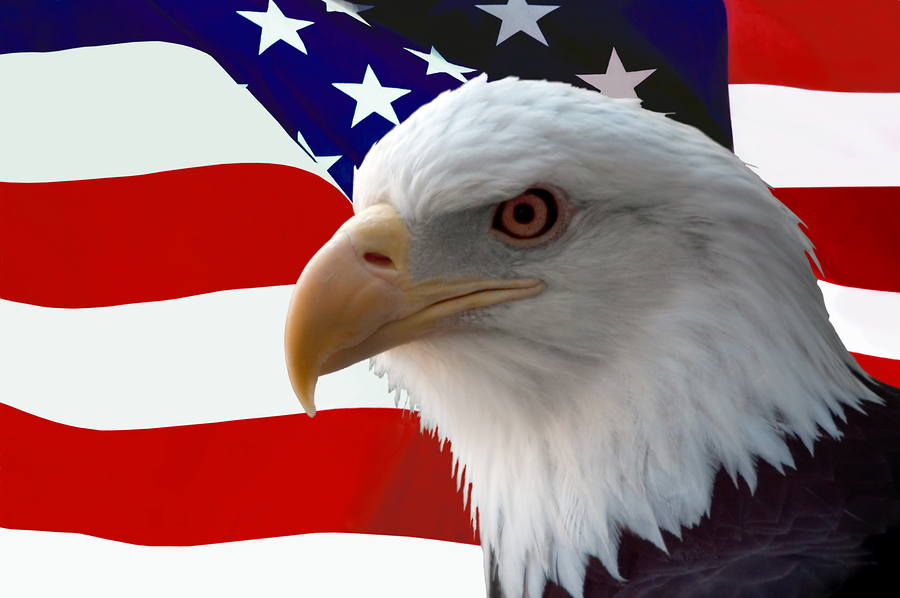Download American Flag Eagles Bundle? - Free Images : wing, star ...