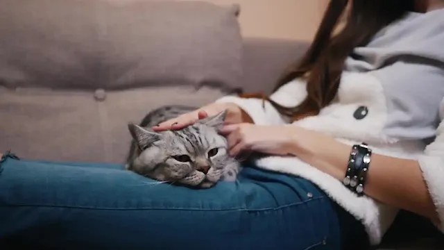 Cat body language sleeping