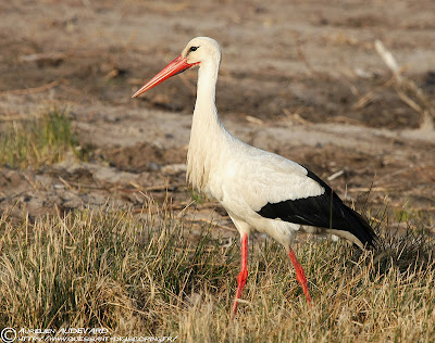 cigueña blanca Ciconia ciconia