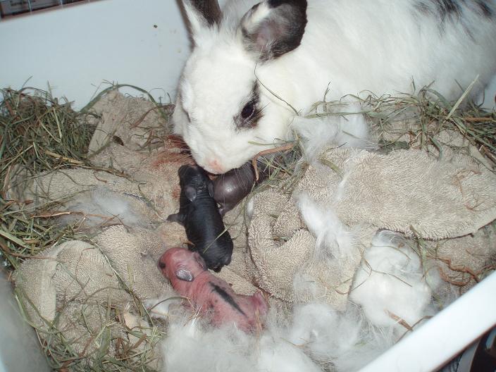 rabbit babies