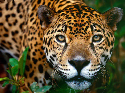 Jaguar on Cuarto Menguante  Lanzamiento Del D  A Internacional Del Jaguar