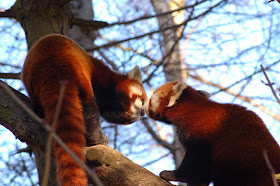 40 Adorable red panda pictures (40 pics), two red pandas kissing on the tree