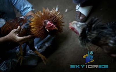 Tips Bermain Judi Sabung Ayam Online Sv388 (sv288) Terpercaya