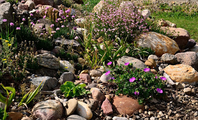 Geranium,  Geranium ex Elke,  Dwarf Bloody Cranesbill, Cohan Seeds