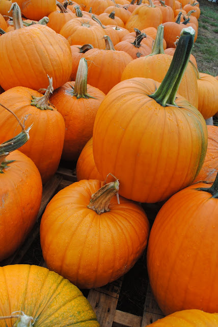 pumpkin-patch-sauvie-island-oregon