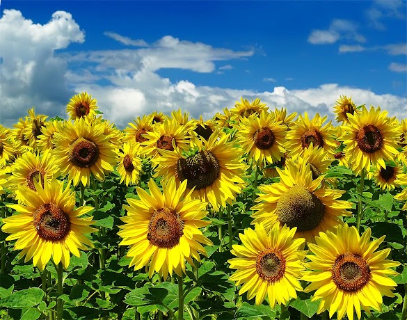 Bunga Matahari Kering / Gambar : alam, rumput, menanam, Dandelion, daun, kering ... : Mereka sangat mudah tumbuh sehingga mereka sering menanam diri mereka sendiri, bermunculan tanpa larangan di bawah pengumpan burung.