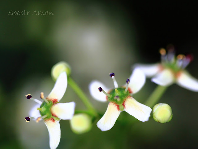 Euonymus hamiltonianus