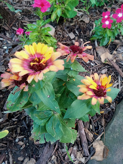 Swizzle Scarlet and Yellow Zinnia Flower