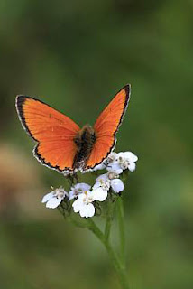 mariposa