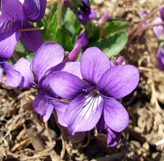 violet flower