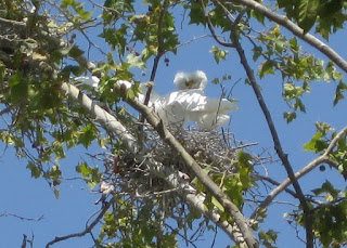 Snowy egrets on their nest, Mountain View, California