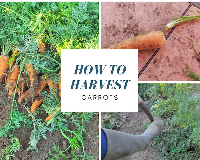 Are you curious about when carrots are ready to harvest? Here's what you need to know.