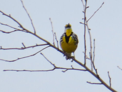 meadowlark