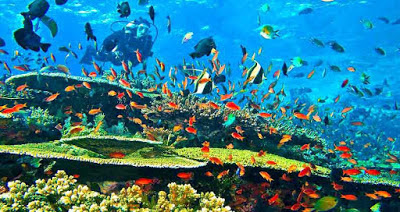 Pulau Komodo, dimana pulau yang termasuk cagar alam nusantara ini memiliki sejuta daya tarik tersembunyi yang layak untuk sobat kunjungi, terutama biota bawah lautanya yang cantik, dengan ikan berwarna-warni ikut menyambut kedatangan sobat.