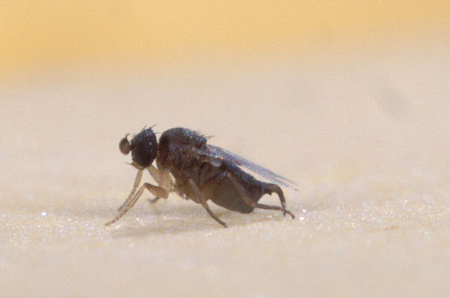 Phoridae