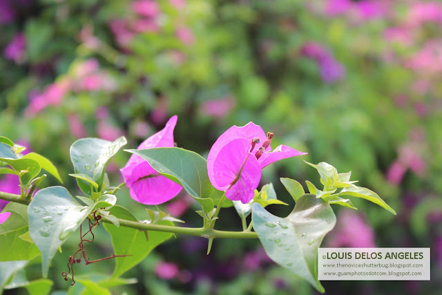 close up shot of the flowers in bloom 