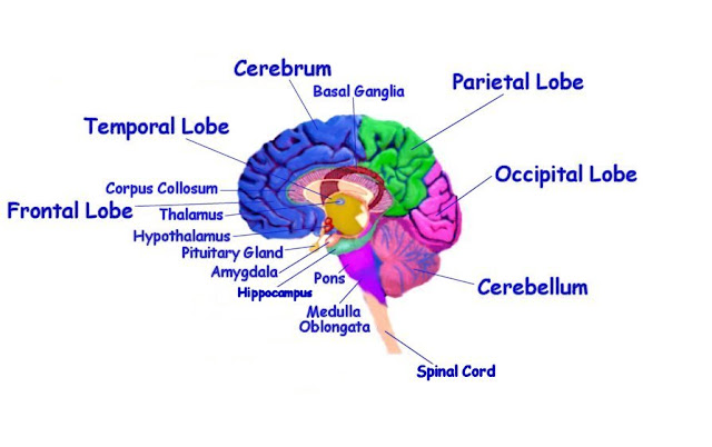 Brain Diagram1