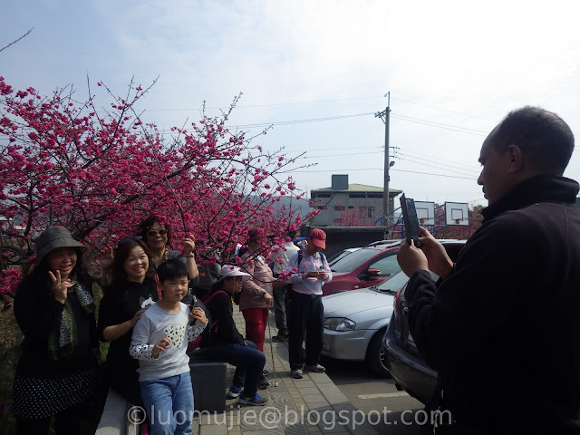 Taichung cherry blossoms