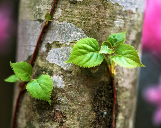 Fotos de Primavera