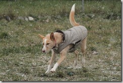 IMG_8026