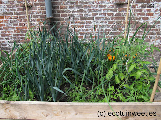 ecologisch tuinieren, moestuin, moestuinweetjes, wisselteelt, combinatieteelt, triënnale brugge, triennale brugge, moestuinbak, ecohuis