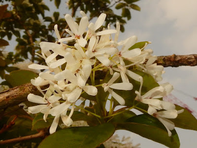 流蘇樹的花序