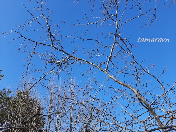 Боярышник крупноколючковый (Crataegus macracantha)