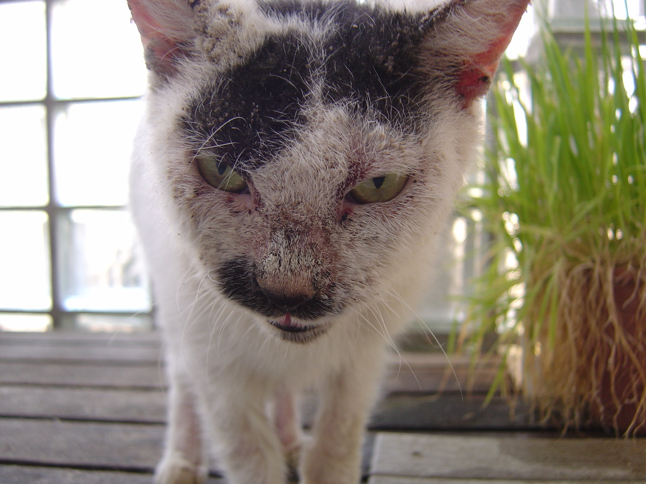 hardened homeless cat reed color with injuries to the ear ...