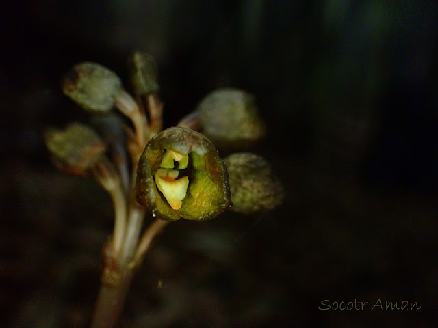 Gastrodia confusa