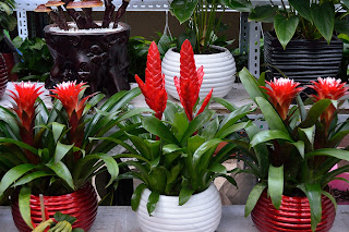 Bromeliads at Nuren Jie or Ladies Street in Beijing