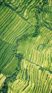 green fields iphone 6s wallpaper