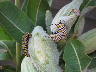 cats. eating seedpods