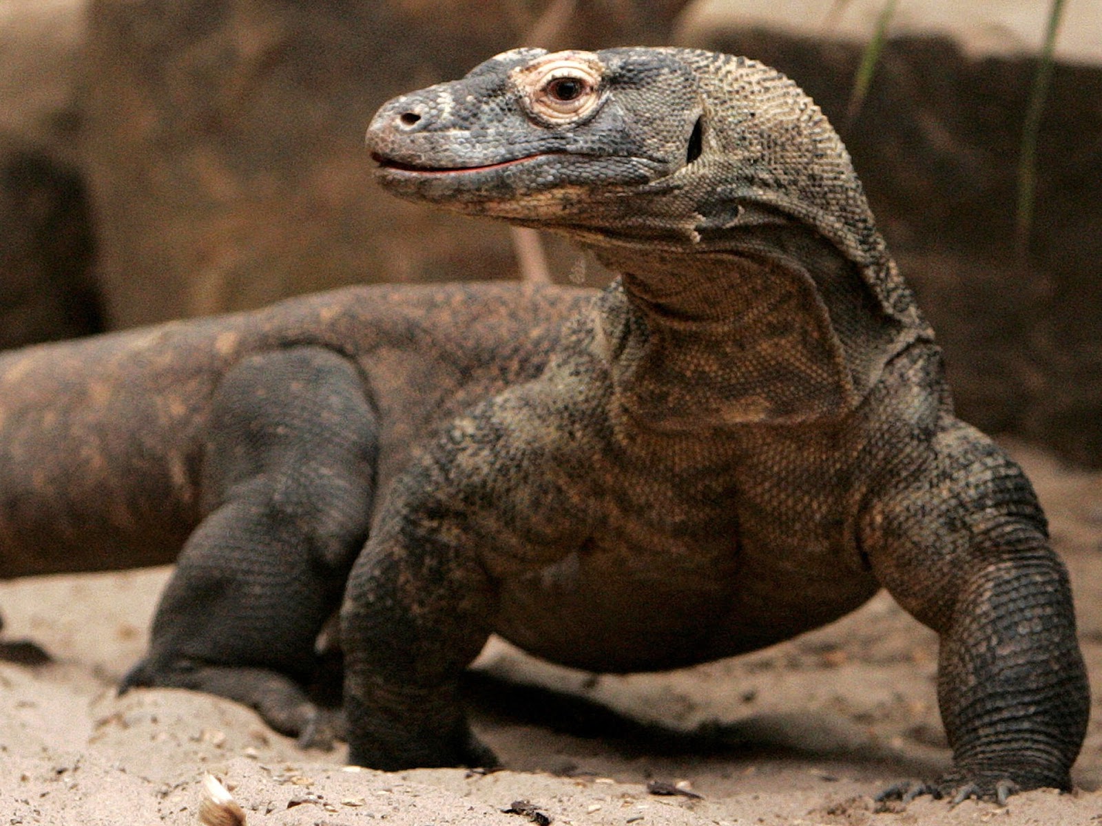 Marisa Abdul Foto Komodo Hewan  Langka di Indonesia