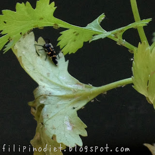 herb garden and ladybugs