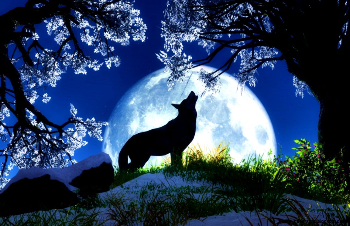 Cool Animals of Wolves Cool Animals of Wolves