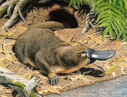 SERONOKNYA SAINS: ANEHNYA PLATYPUS