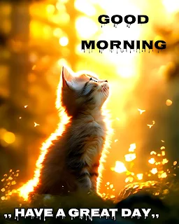 Beautiful cat good morning images dark