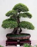 membuat bonsai