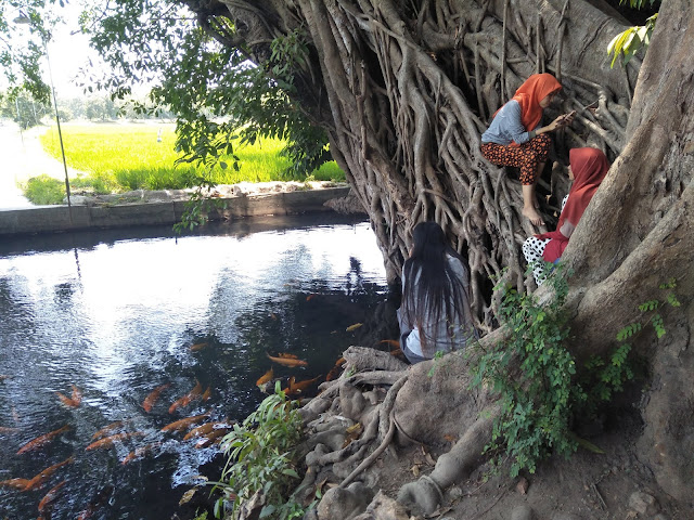 Lokasi Sumber Wuluh Wisata Sumber Yang Di Penuhi Ikan Mas