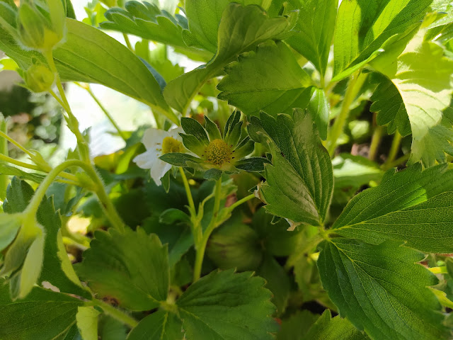 Fresones (Fragaria x ananassa).