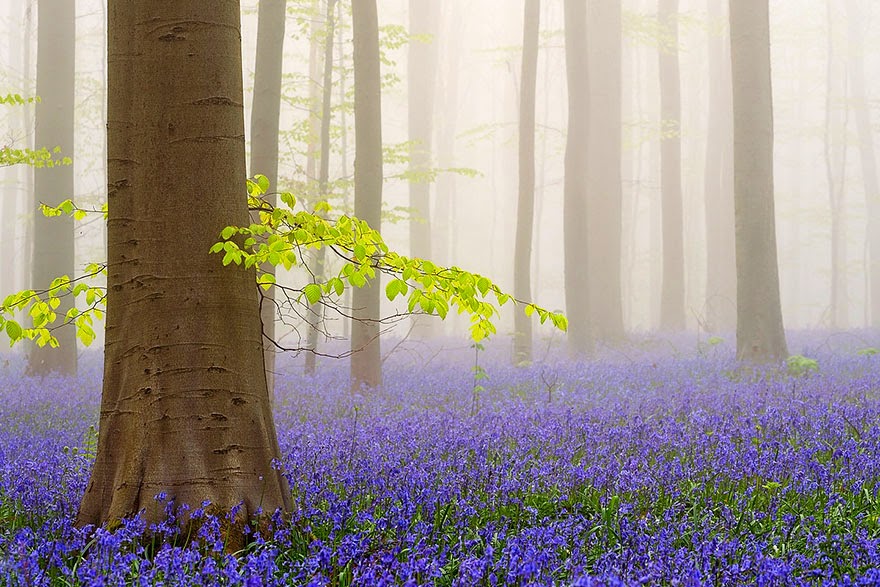 There’s A Mystical Forest In Belgium All Carpeted With Bluebell Flowers