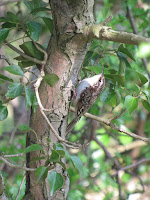 Treecreeper