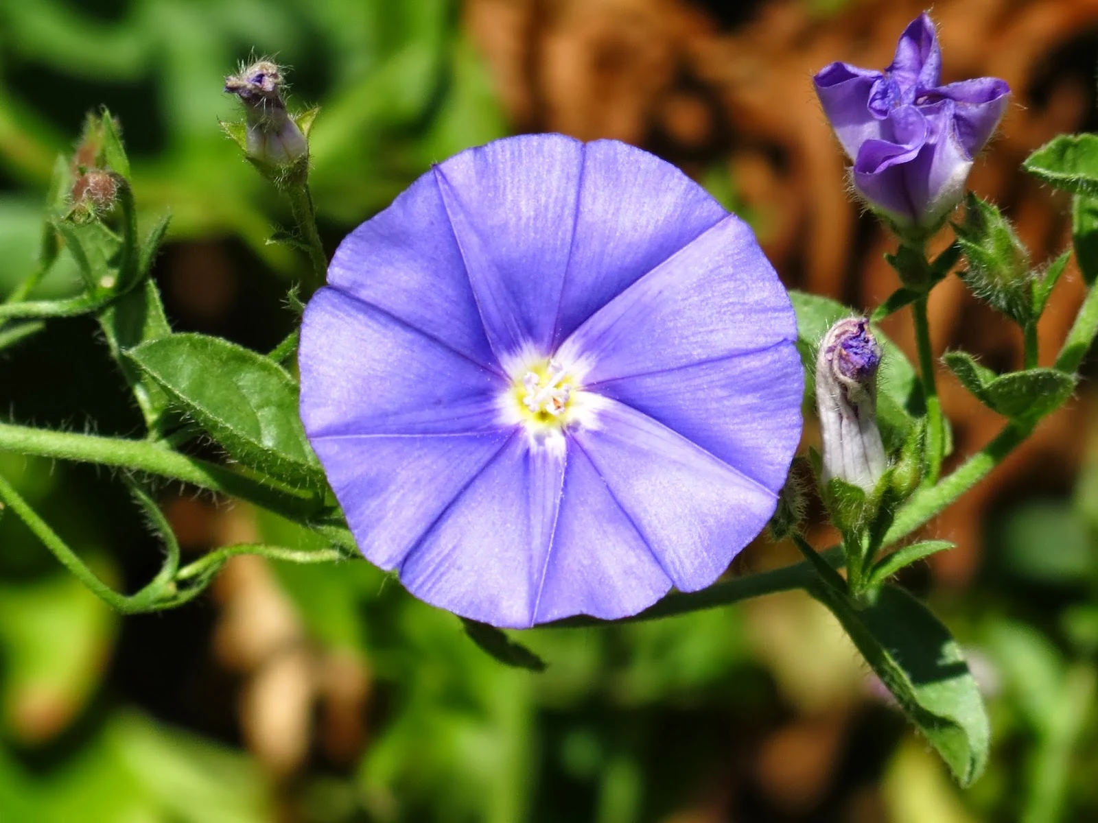 Canon PowerShot SX40 HS - Depth of Field / Bokeh Flower Photos