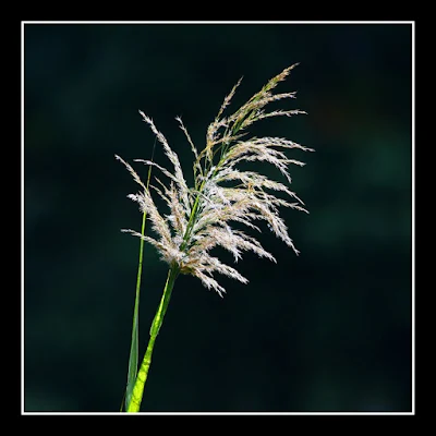 Wild Flowers at Raub