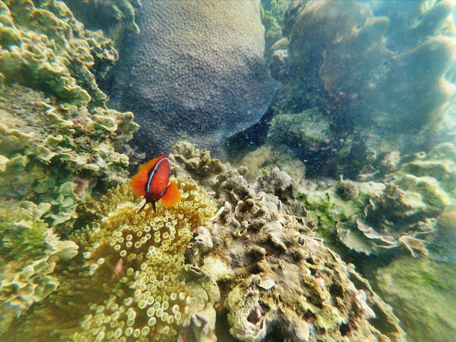 Nikmati Snorkeling di Pulau Abang Bersama Galang Bahari Wisata 