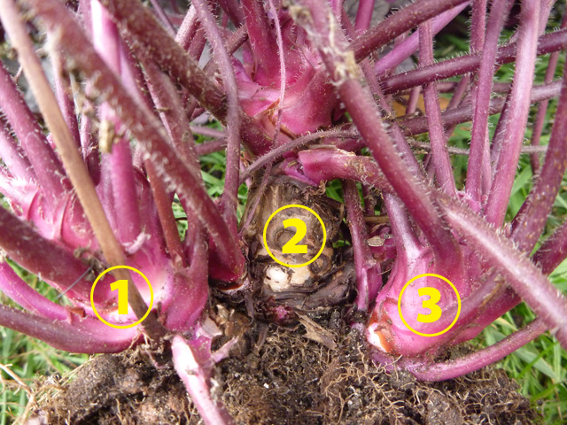 Chaos And Gardening In The Backyard ヒューケラの株分け かわら版